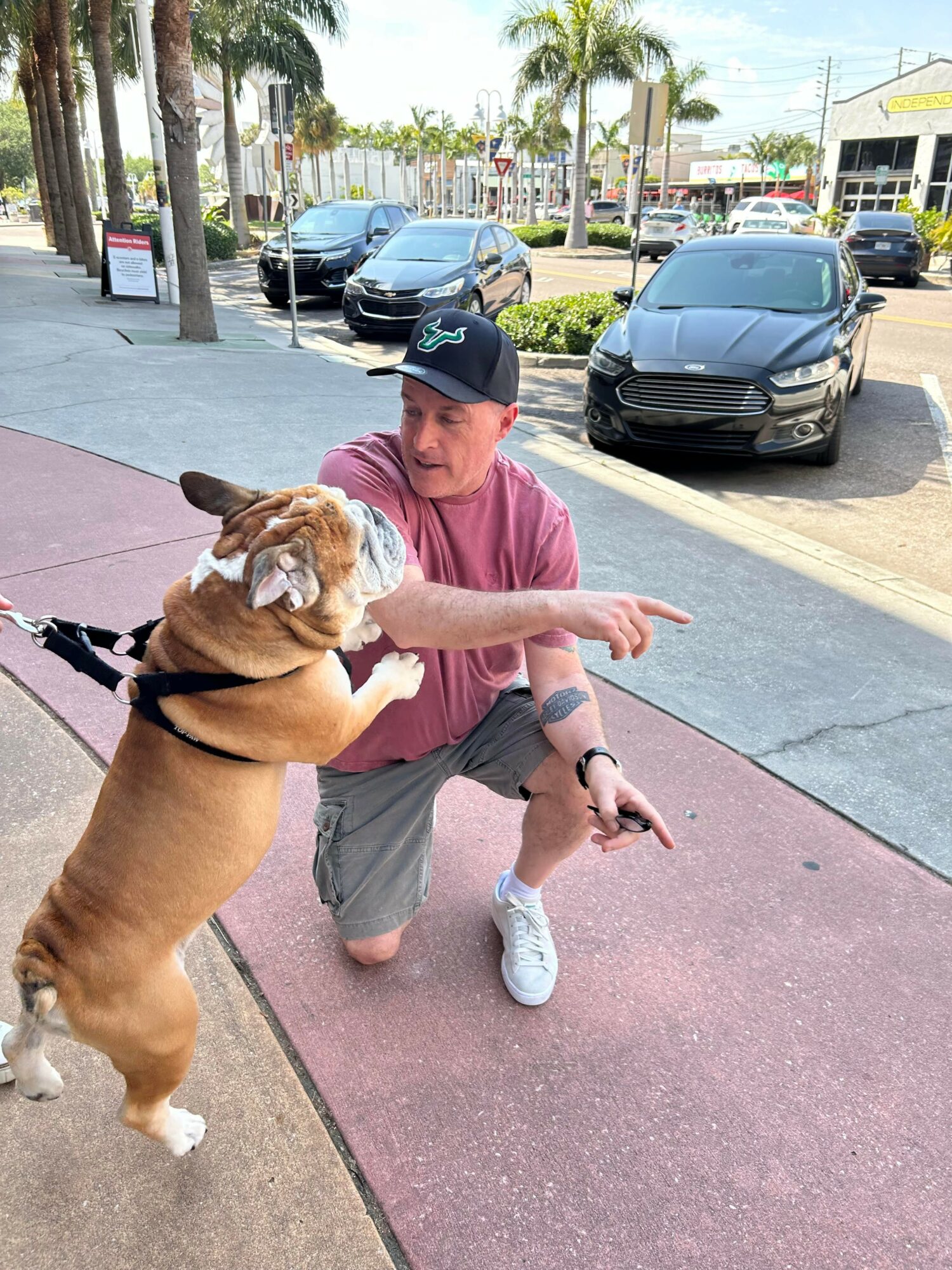 Person crouching on sidewalk pointing at a dog wearing a harness, with parked cars and palm trees in background.