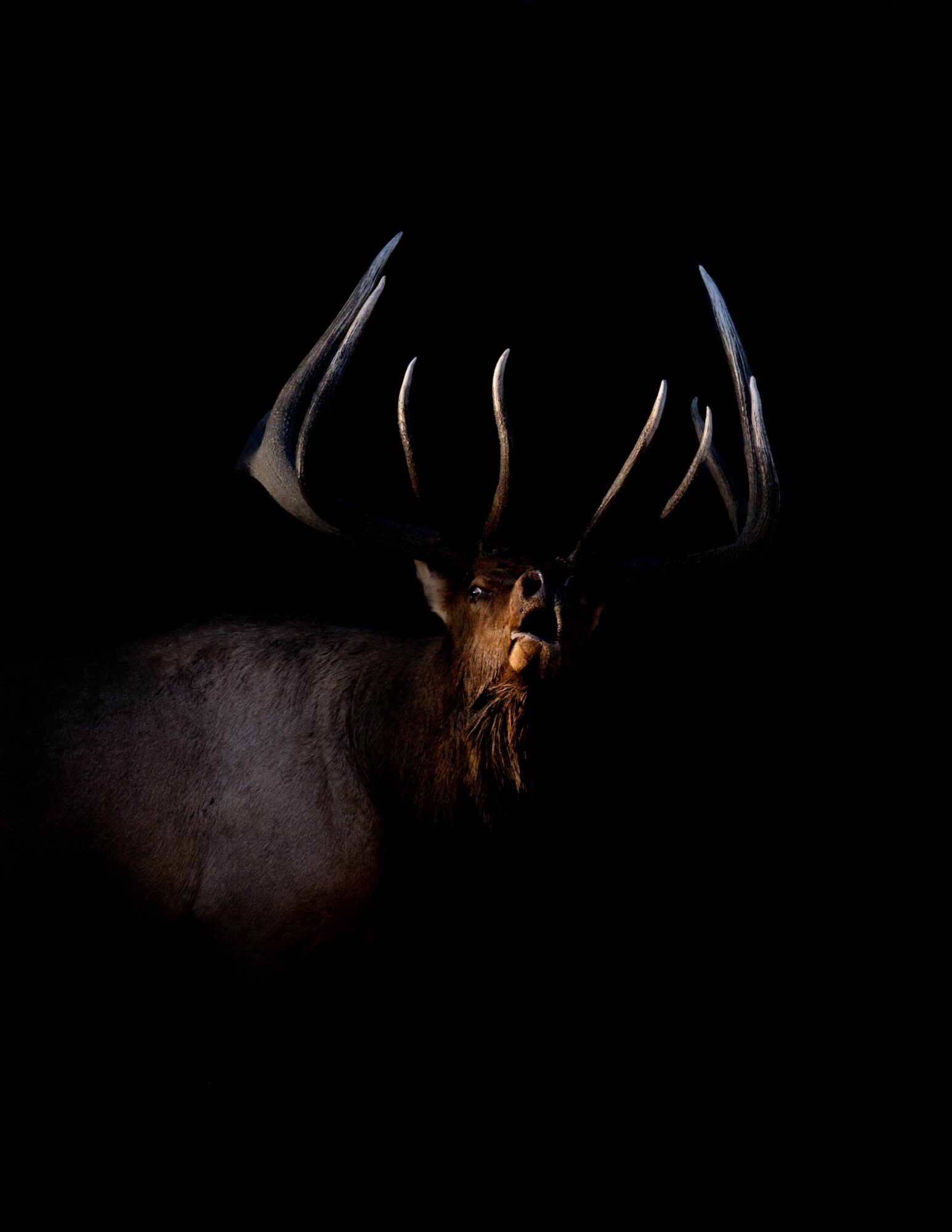 A dark image of a deer with large antlers, mostly obscured by darkness, with only part of its face and antlers visible.