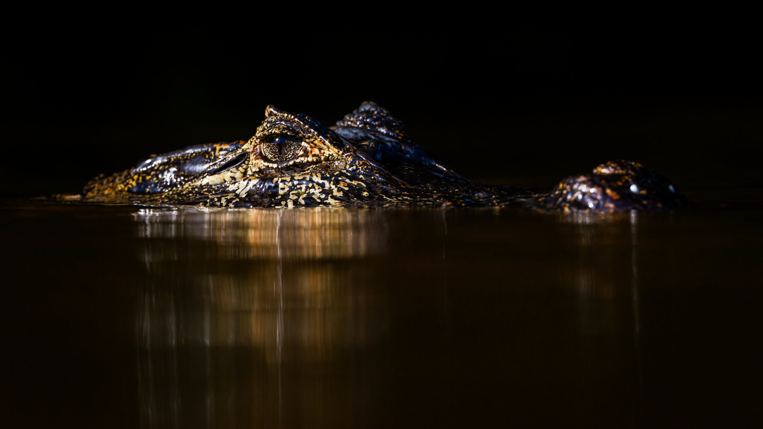 Crocodile partially submerged in water at night, with only its head and part of its back visible.