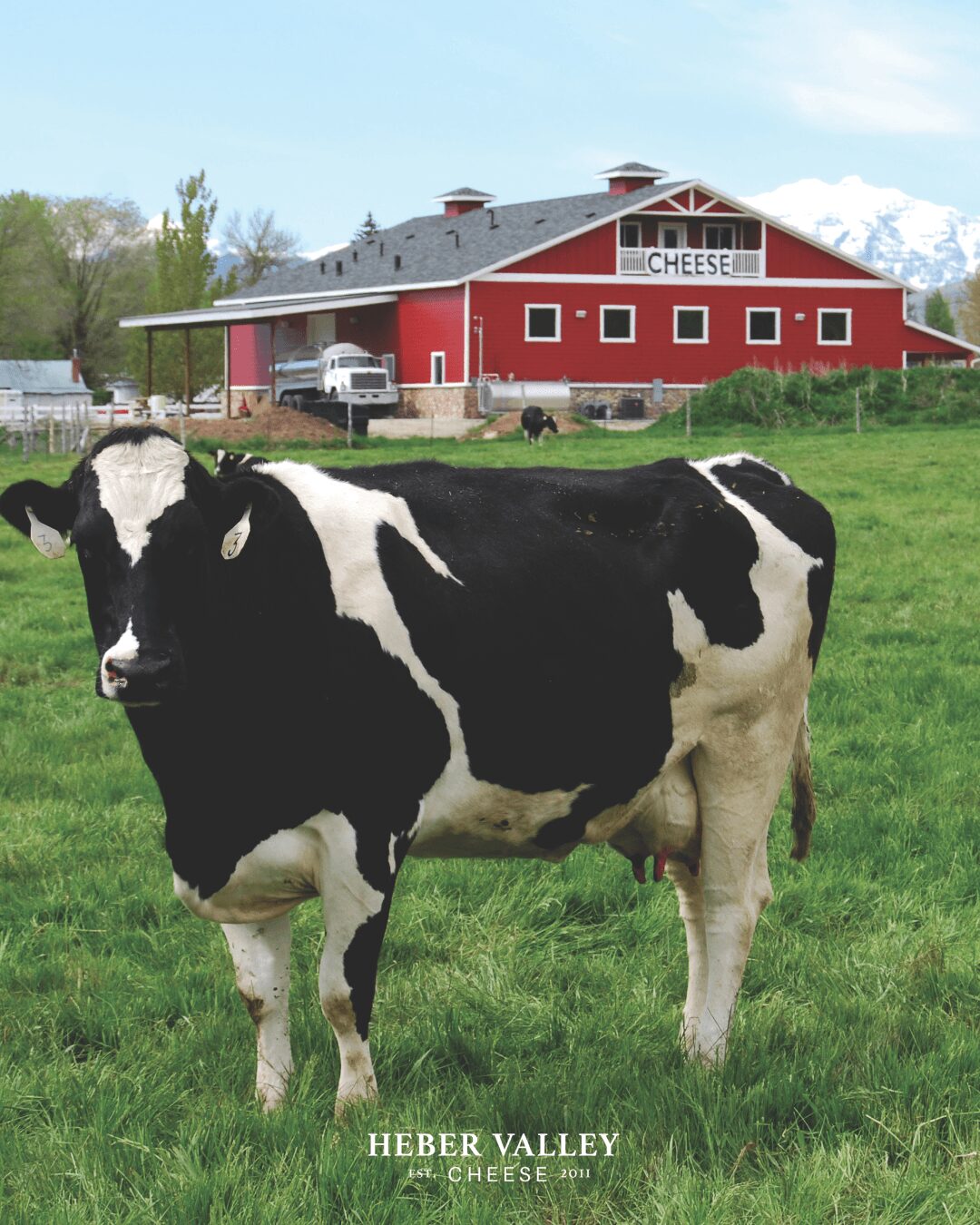 Black and white calf standing on green grass with a red barn and trees in the background.
