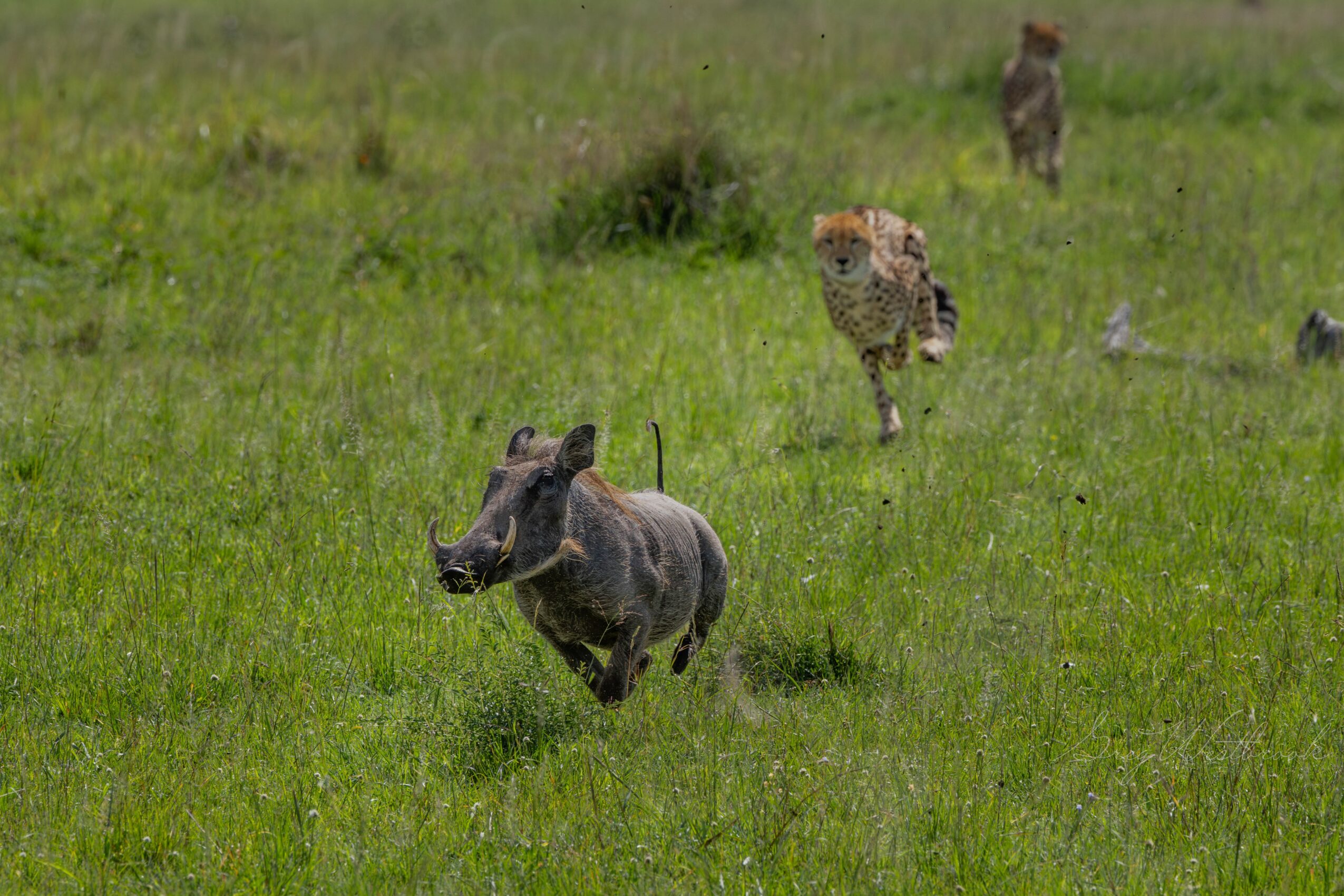 A hippopotamus running through a grassy field with two cheetahs in the background.