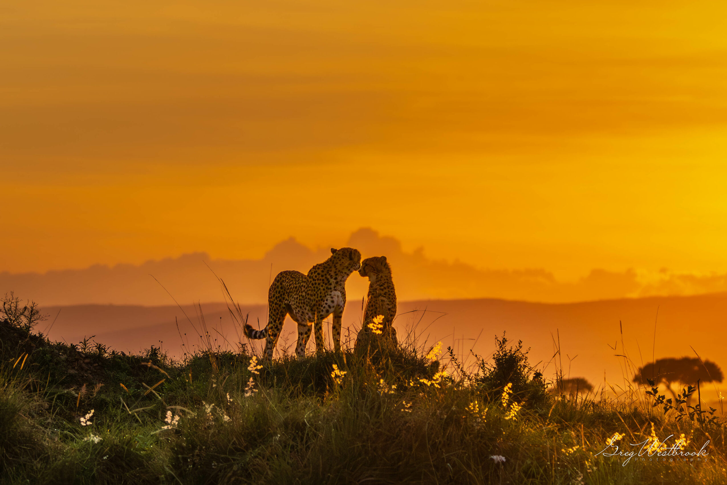 Two cheetahs on a grassy landscape during sunset, with a golden sky and distant trees.