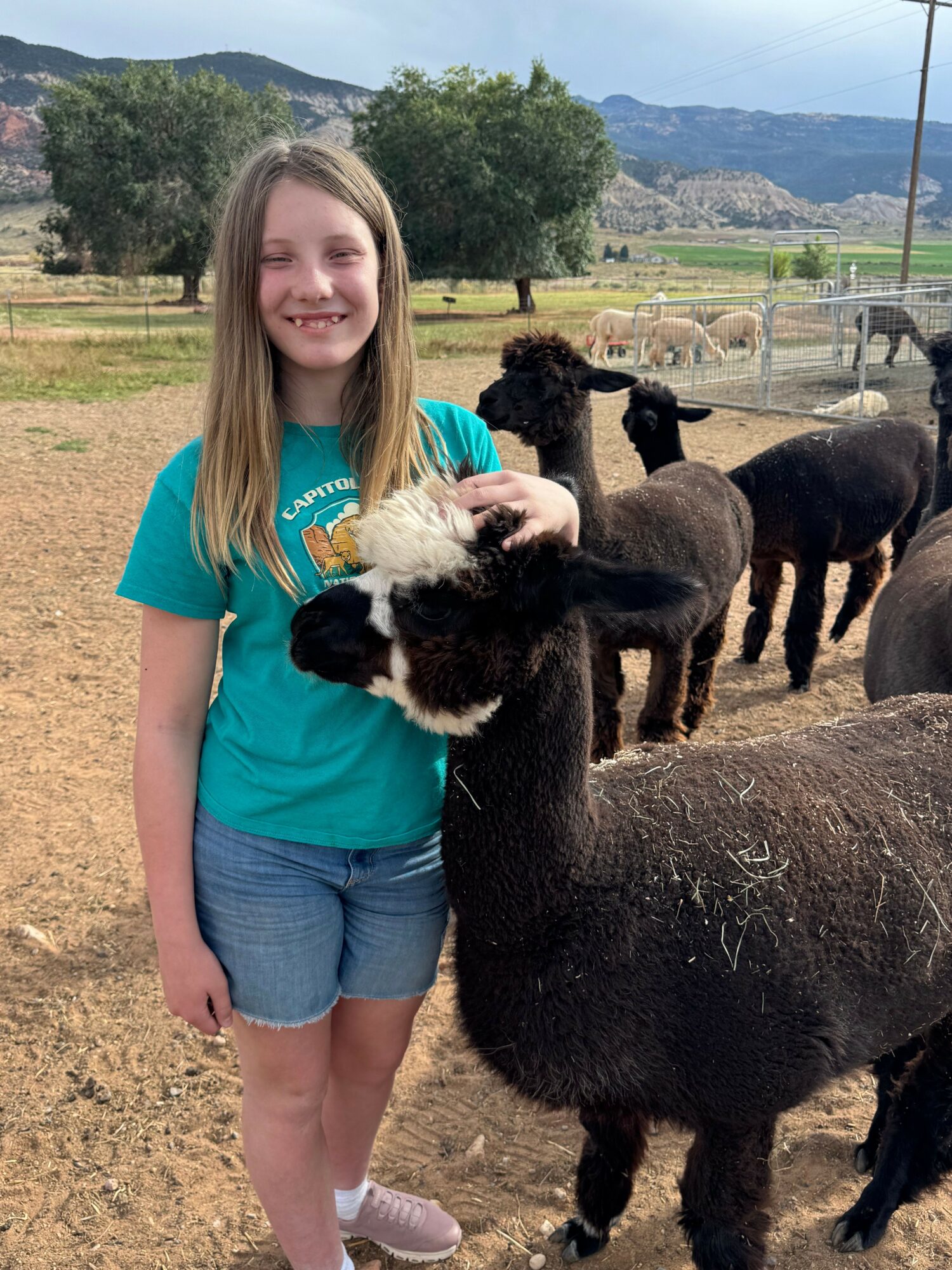 Young girl in a teal shirt and shorts petting a black and white sheep outdoors, with other sheep nearby and a rural landscape in the background.