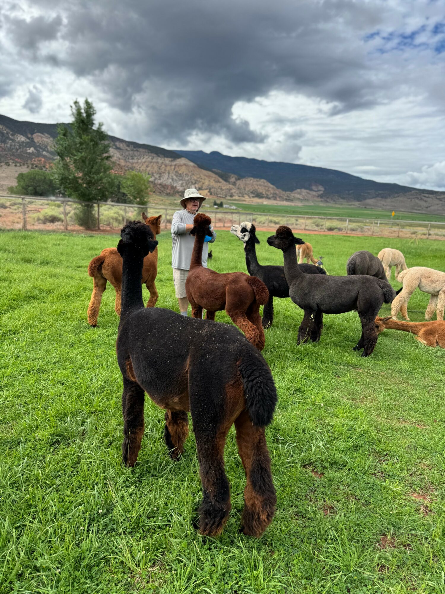 Person with a hat and children with small animals outdoors on green grass, mountains and cloudy sky in background.