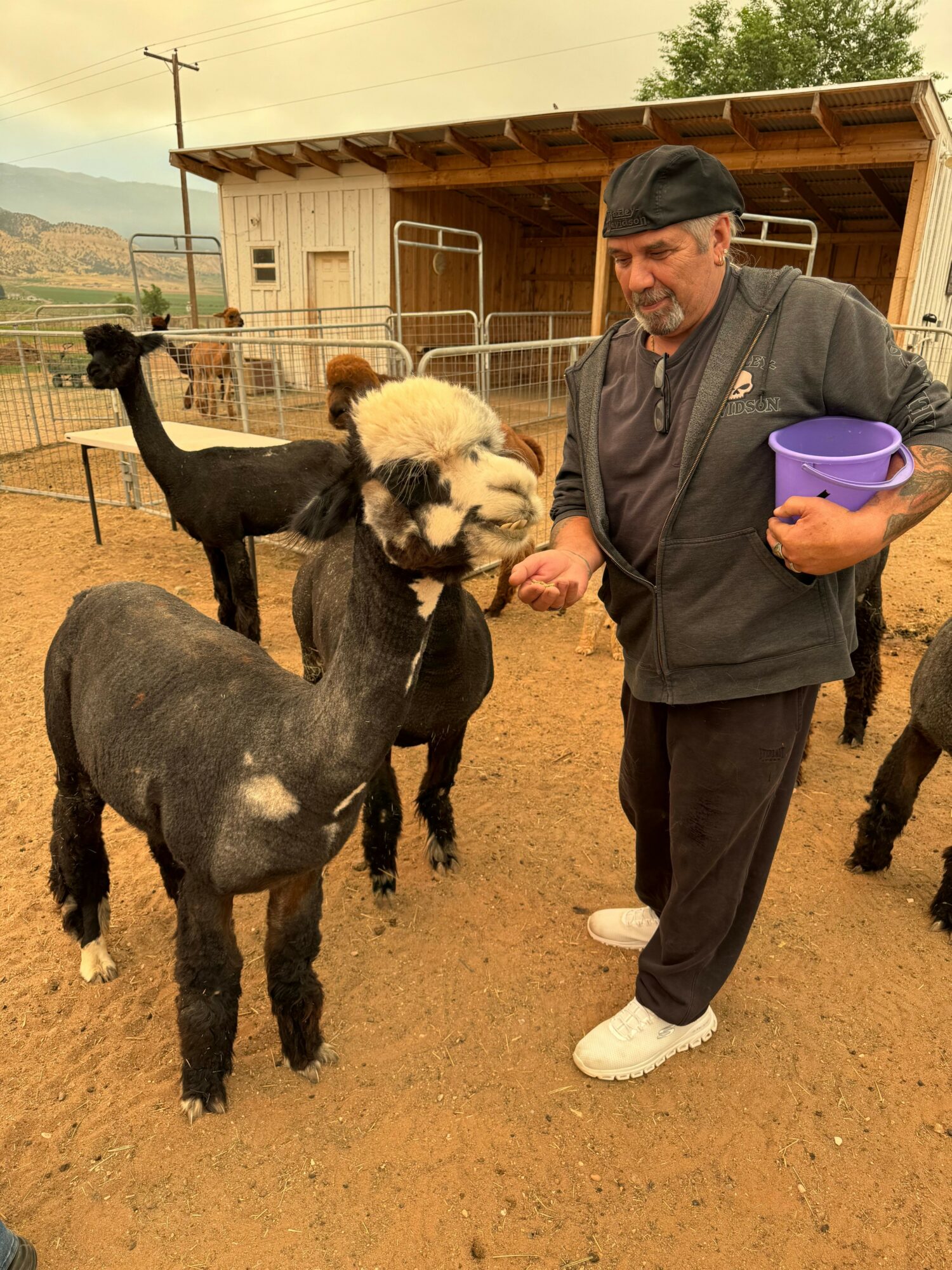 Person holding a calf's head, standing next to a black and white calf in a barnyard.